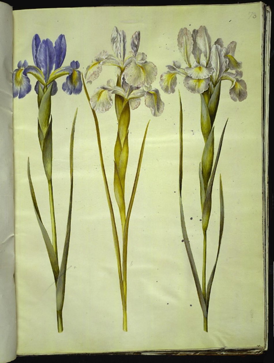 Iris latifolia (engelsk iris) av Hans Simon Holtzbecker