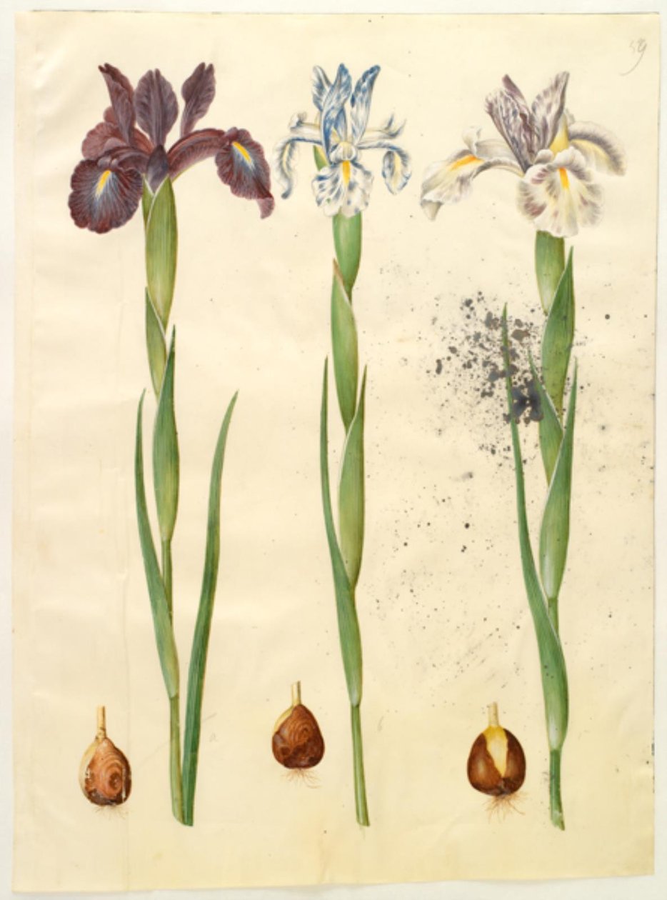 Iris latifolia (engelsk iris) av Hans Simon Holtzbecker