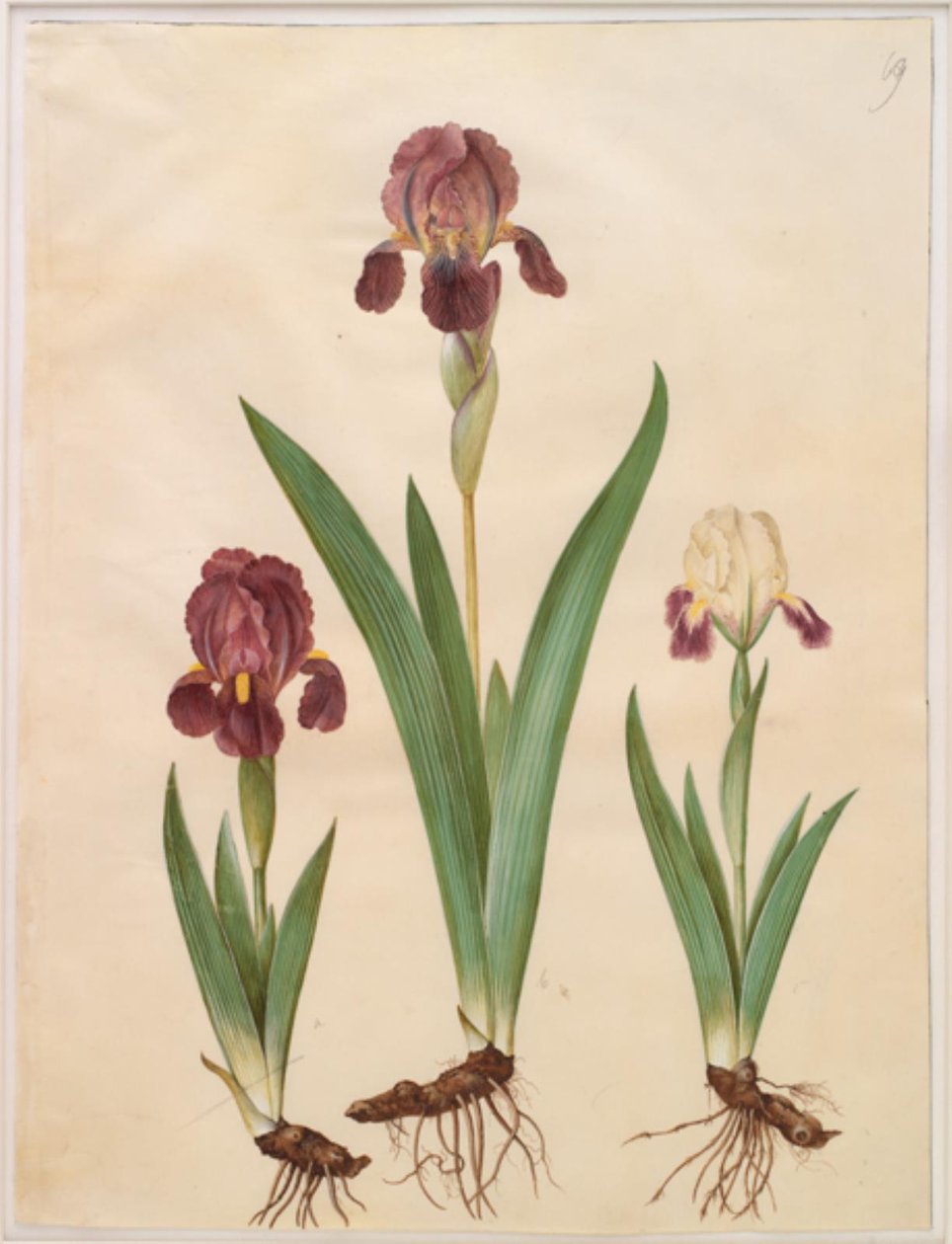 Iris ×lurida (iris-hybrid) av Hans Simon Holtzbecker