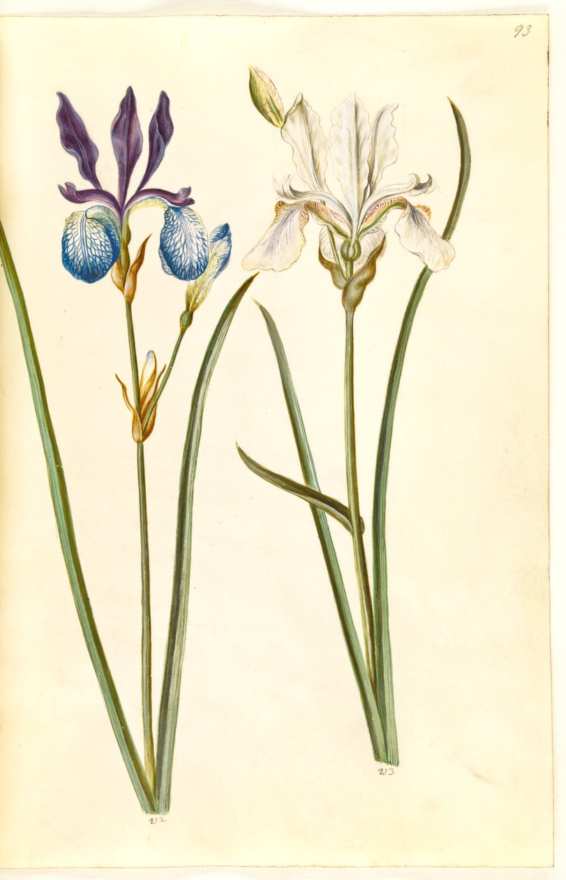 Iris sibirica (sibirisk iris) av Hans Simon Holtzbecker