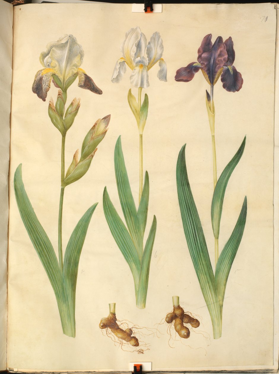 Iris ×squalens (iris-hybrid); Iris (iris) av Hans Simon Holtzbecker