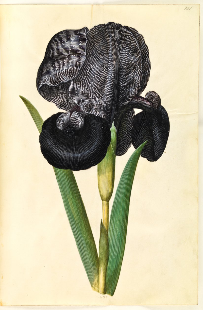 Iris susiana (sørgende iris) av Hans Simon Holtzbecker