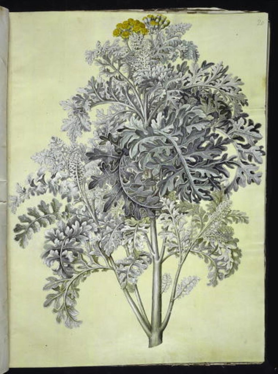 Jacobaea maritima (gråblad) av Hans Simon Holtzbecker