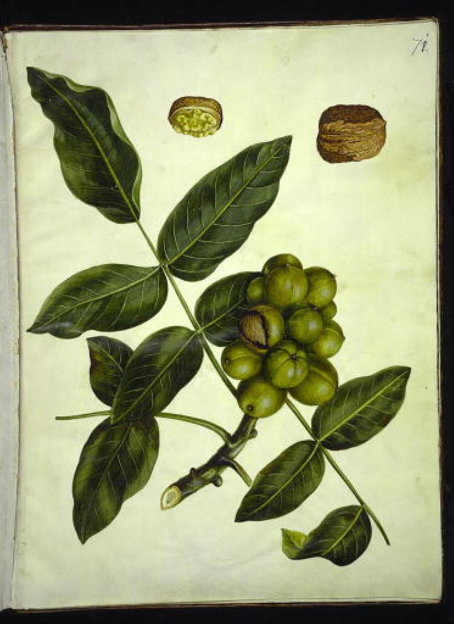 Juglans regia (vanlig valnøtt) av Hans Simon Holtzbecker