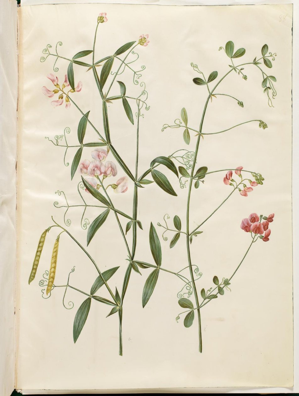 Lathyrus sylvestris (skogflatbelg); Lathyrus tuberosus (flat knolbelg) av Hans Simon Holtzbecker