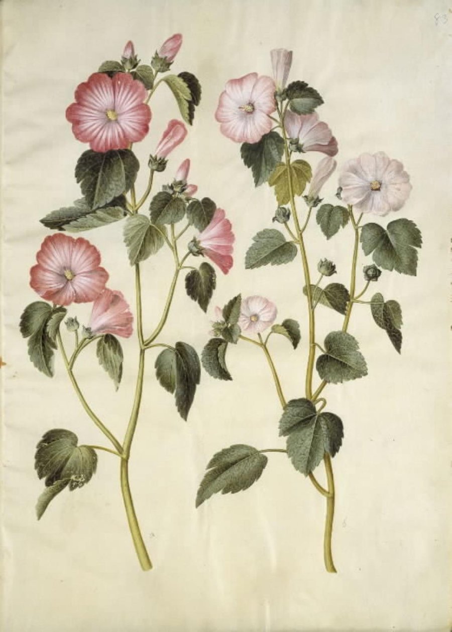 Lavatera trimestris (mameluk orm) av Hans Simon Holtzbecker