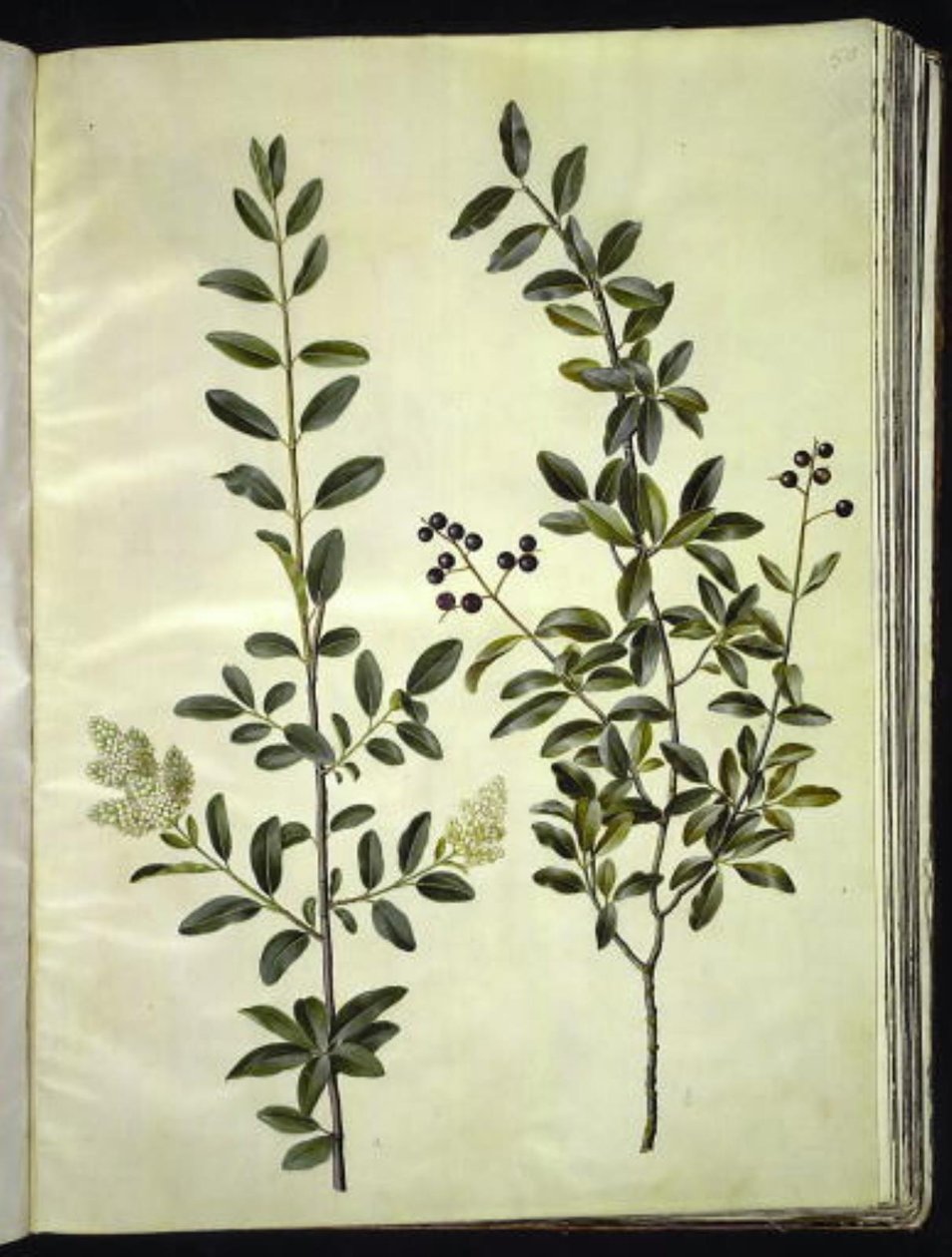 Ligustrum vulgare (vanlig liguster) av Hans Simon Holtzbecker