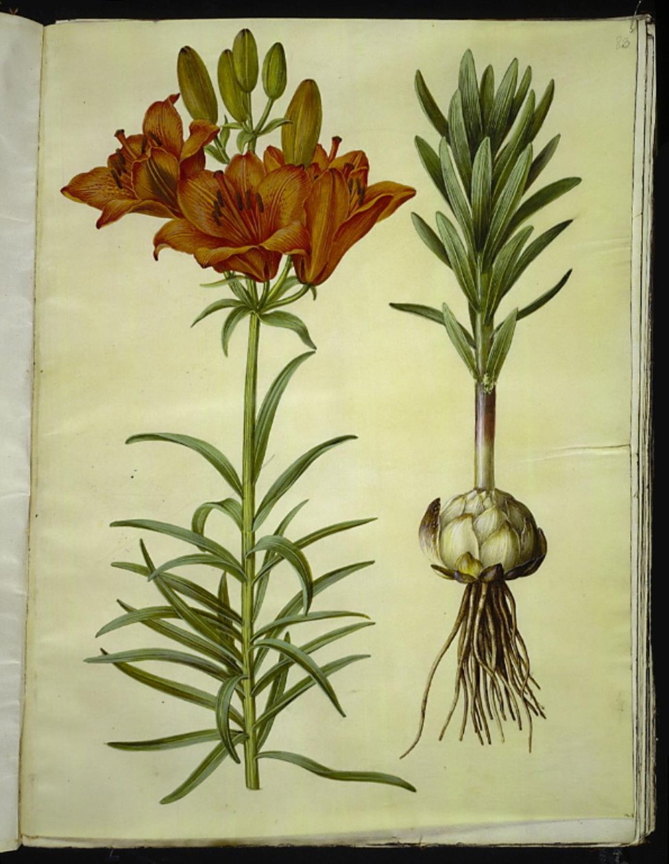 Lilium bulbiferum (ildlilje) av Hans Simon Holtzbecker