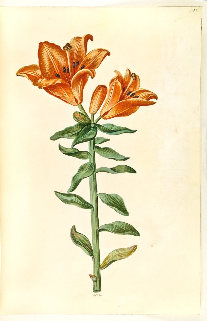 Lilium bulbiferum (ildlilje) av Hans Simon Holtzbecker