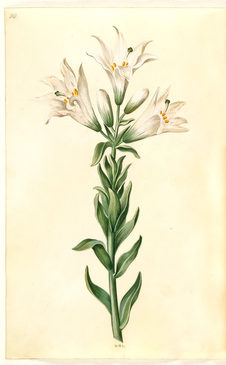 hvit lilje (madonna-lilje) av Hans Simon Holtzbecker