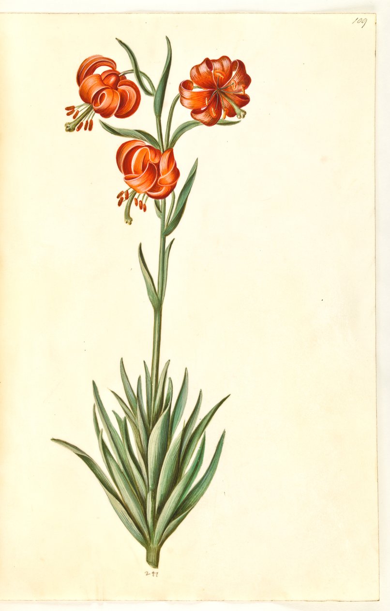 Pompon lilje (pompon-lilje) av Hans Simon Holtzbecker
