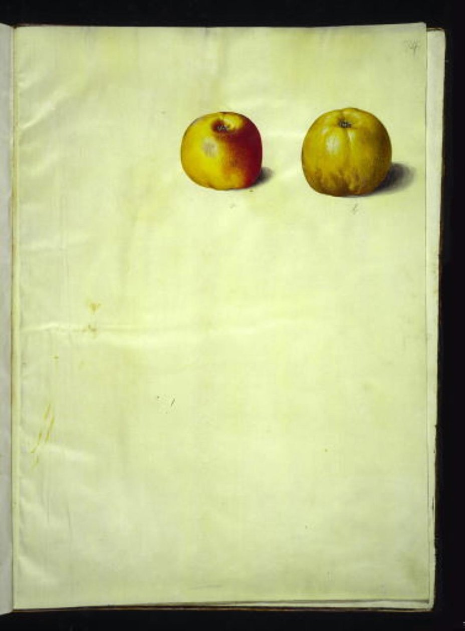 Malus domestica (vanlig eple) av Hans Simon Holtzbecker
