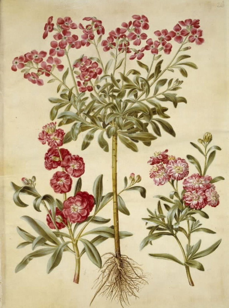 Matthiola incana (vinter-levkøy) av Hans Simon Holtzbecker