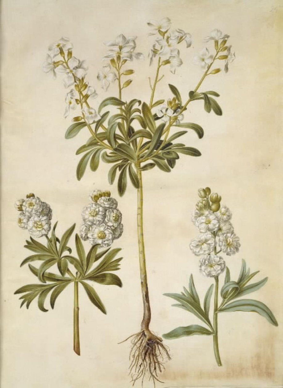 Matthiola incana (vinter-levkøy) av Hans Simon Holtzbecker
