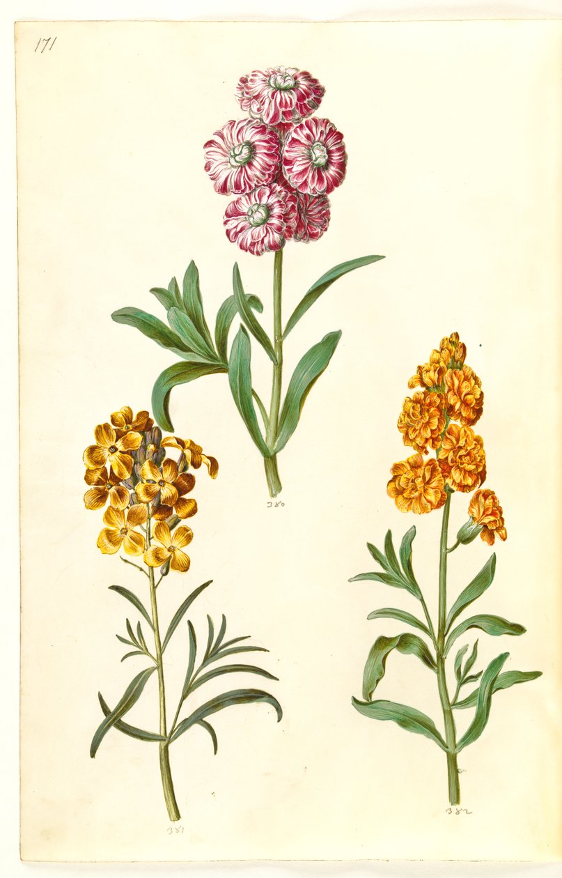 Matthiola incana (vinter kufugl); Erysimum cheiri (gylden) av Hans Simon Holtzbecker