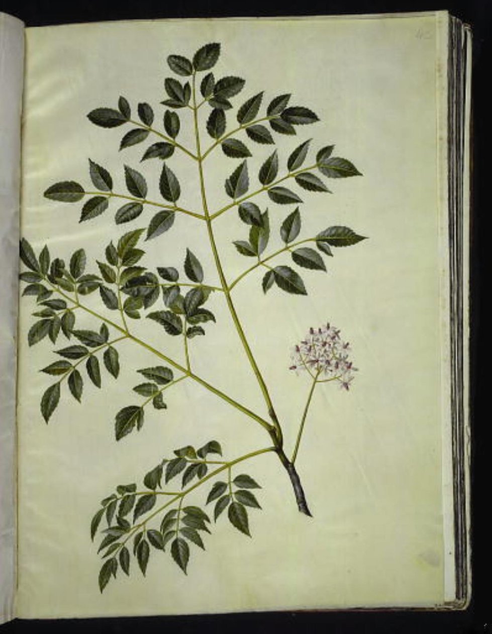 Melia azedarach (paternostertræ) av Hans Simon Holtzbecker