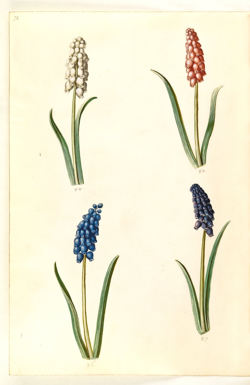 Muscari botryoides (vanlig perlehyasint) av Hans Simon Holtzbecker