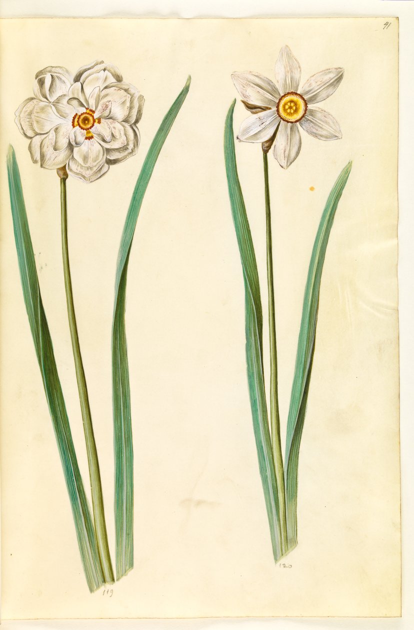 poetisk narcissus (pinselilje) av Hans Simon Holtzbecker