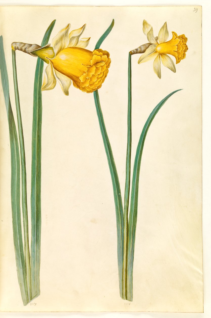 Narcissus pseudonarcissus (påskelilje) av Hans Simon Holtzbecker