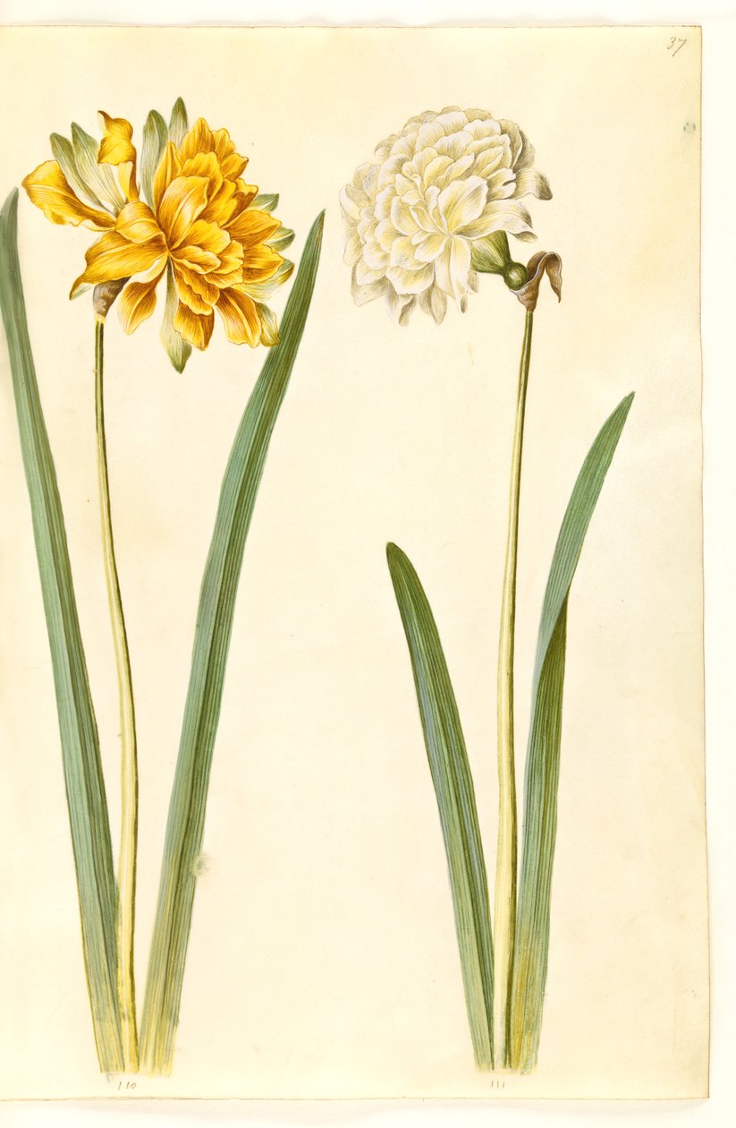 Narcissus pseudonarcissus (påskelilje) av Hans Simon Holtzbecker