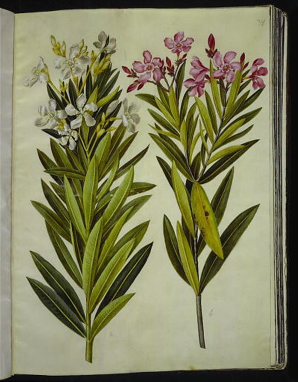 Nerium oleander (nerie) av Hans Simon Holtzbecker