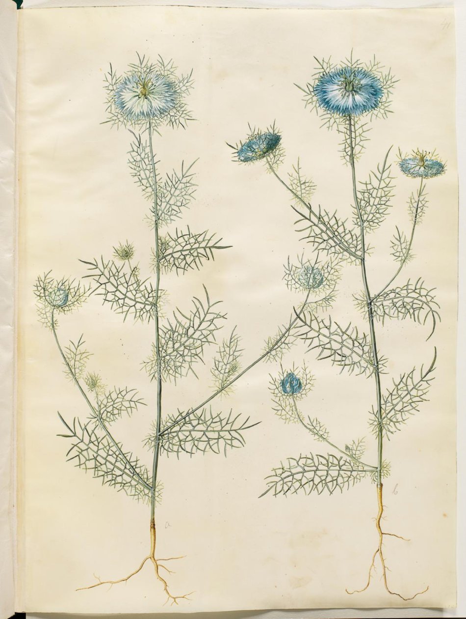 Nigella damascena (jomfru i det grønne) av Hans Simon Holtzbecker