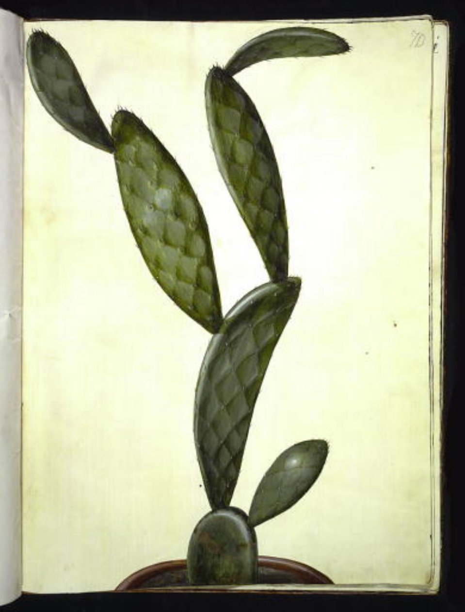 Opuntia monacantha av Hans Simon Holtzbecker