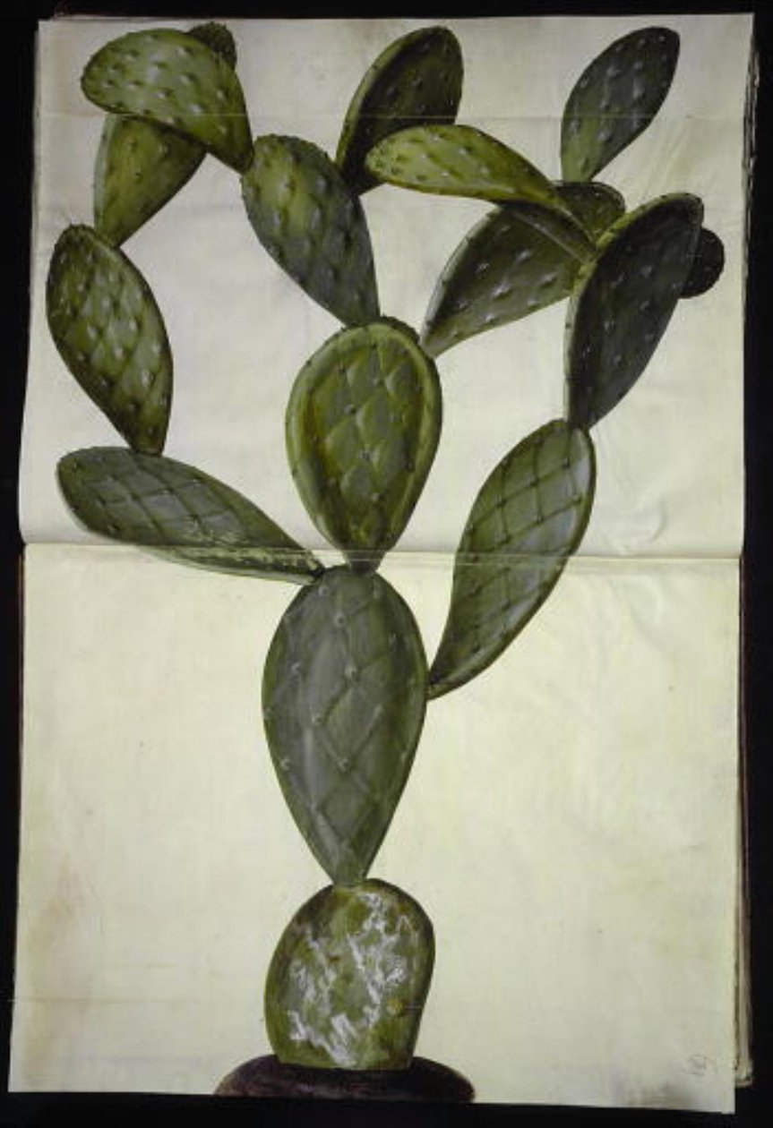 Opuntia monacantha av Hans Simon Holtzbecker