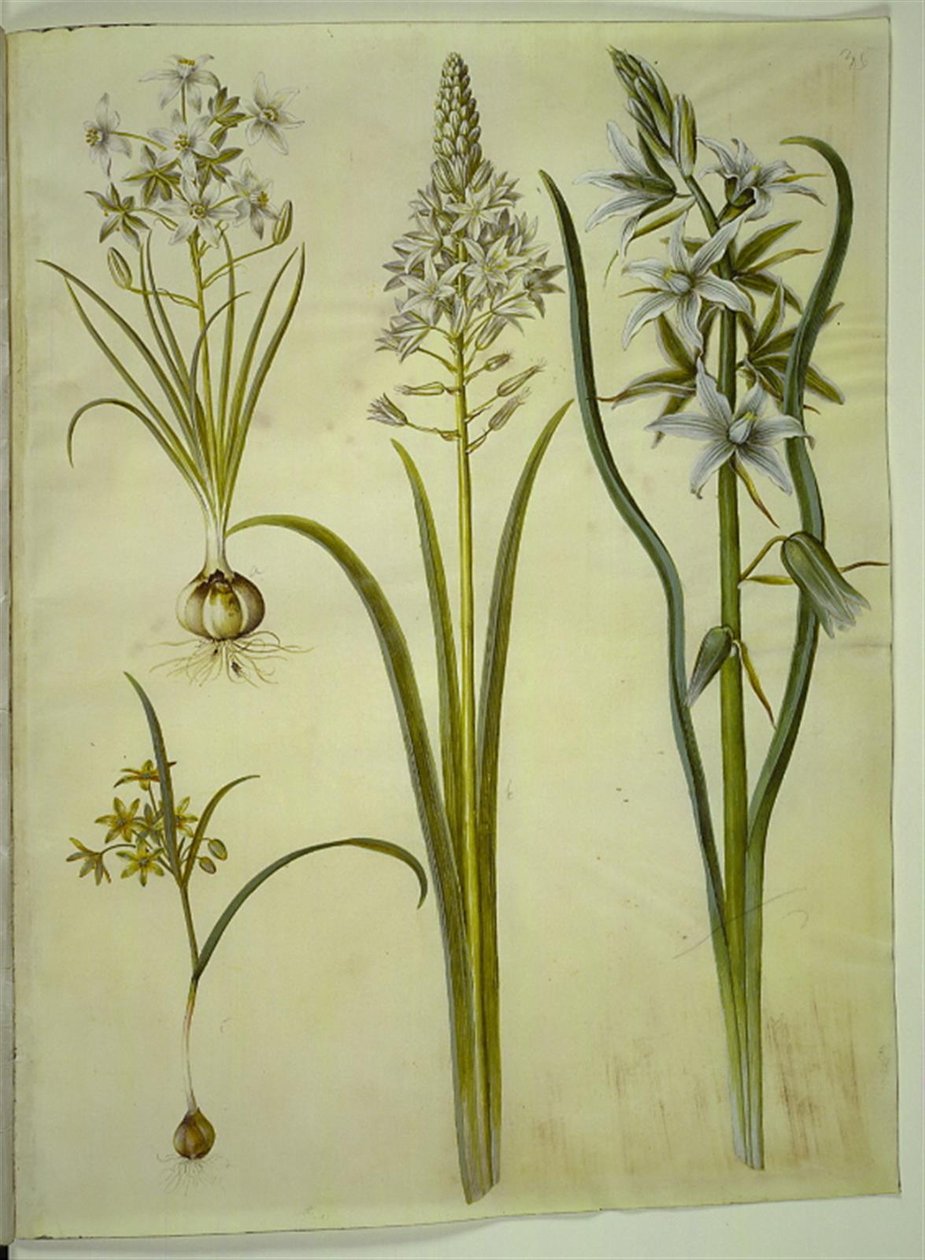 Ornithogalum umbellatum (diett-fuglemelk); Ornithogalum pyramidale (Pyramid fuglemelk); Gagea lutea (vanlig gullstjerne); Ornithogalum nutans (nikkende fuglemelk) av Hans Simon Holtzbecker
