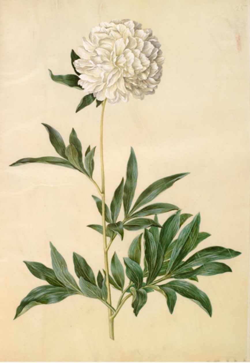 Paeonia lactiflora (silkepeon) av Hans Simon Holtzbecker