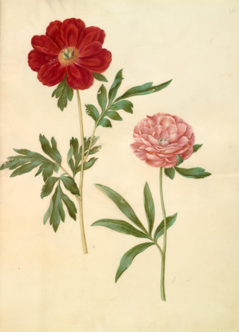 Paeonia officinalis (bonderose) av Hans Simon Holtzbecker