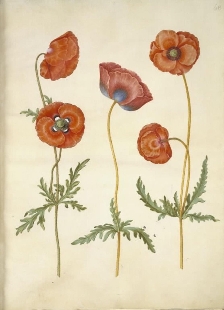 Papaver rhoeas (kornvalmue) av Hans Simon Holtzbecker