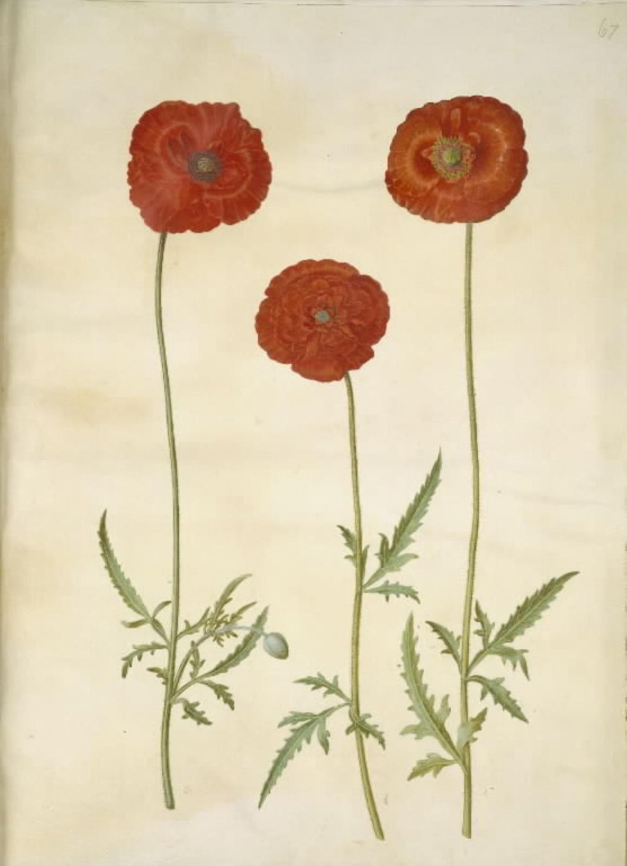 Papaver rhoeas (kornvalmue) av Hans Simon Holtzbecker