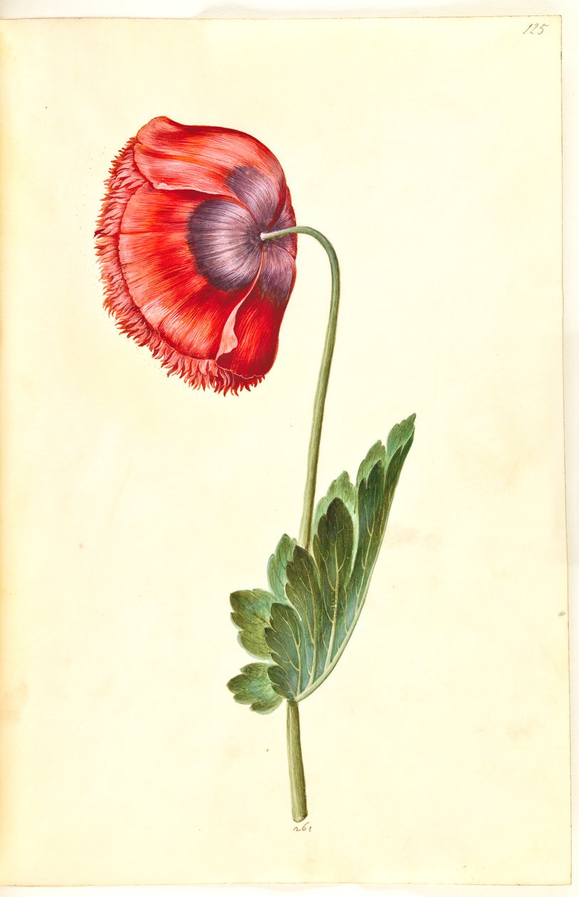 Opiumsvalmue (opiumsvalmue) av Hans Simon Holtzbecker