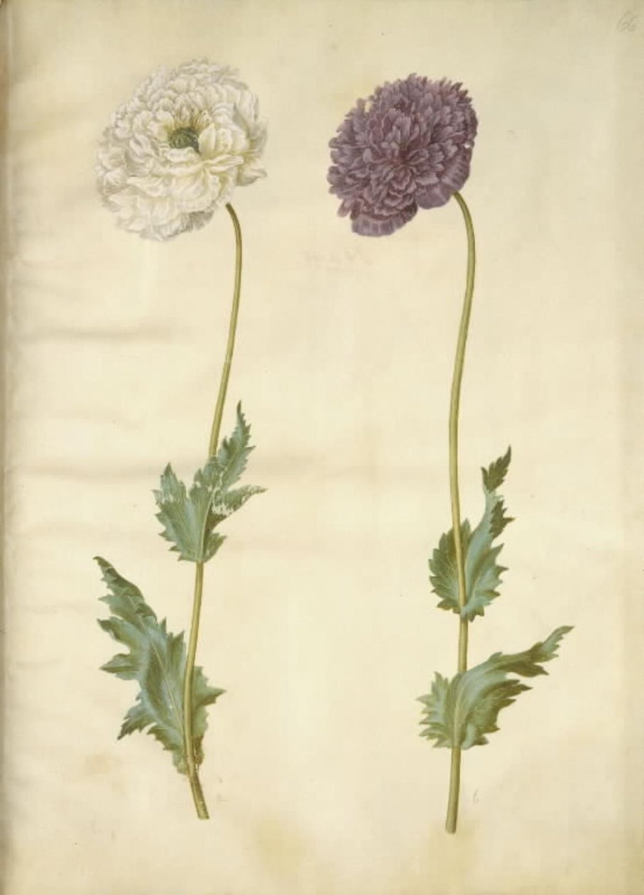 Opiumsvalmue (opiumsvalmue) av Hans Simon Holtzbecker