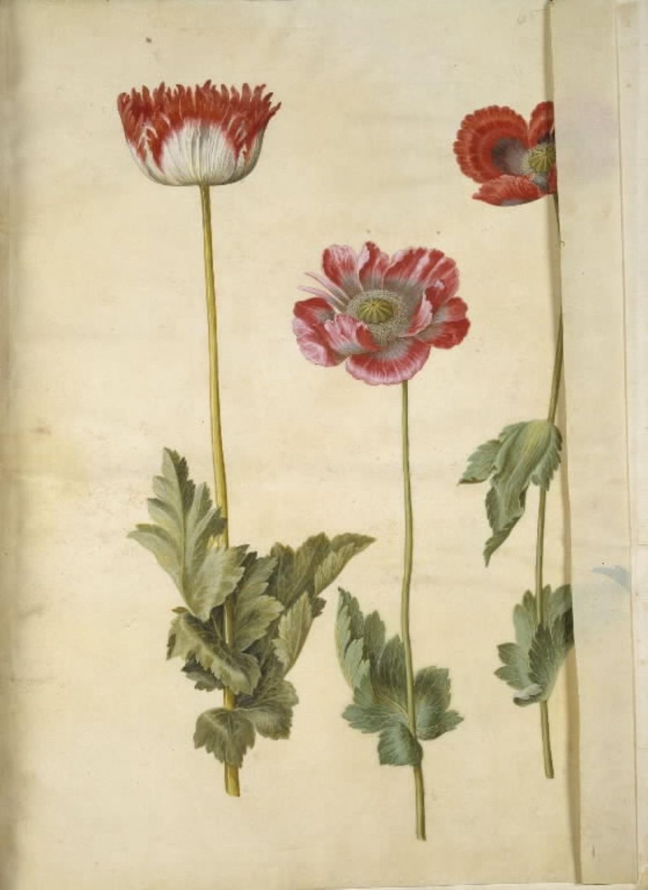 Opiumsvalmue (opiumsvalmue) av Hans Simon Holtzbecker