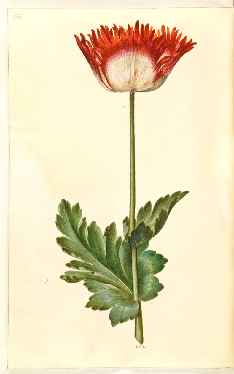 Opiumsvalmue (opiumsvalmue) av Hans Simon Holtzbecker