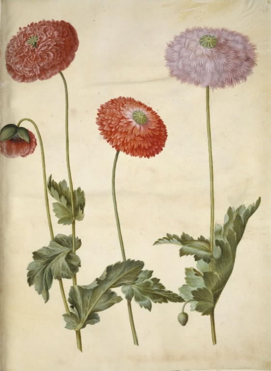 Opiumsvalmue (opiumsvalmue) av Hans Simon Holtzbecker