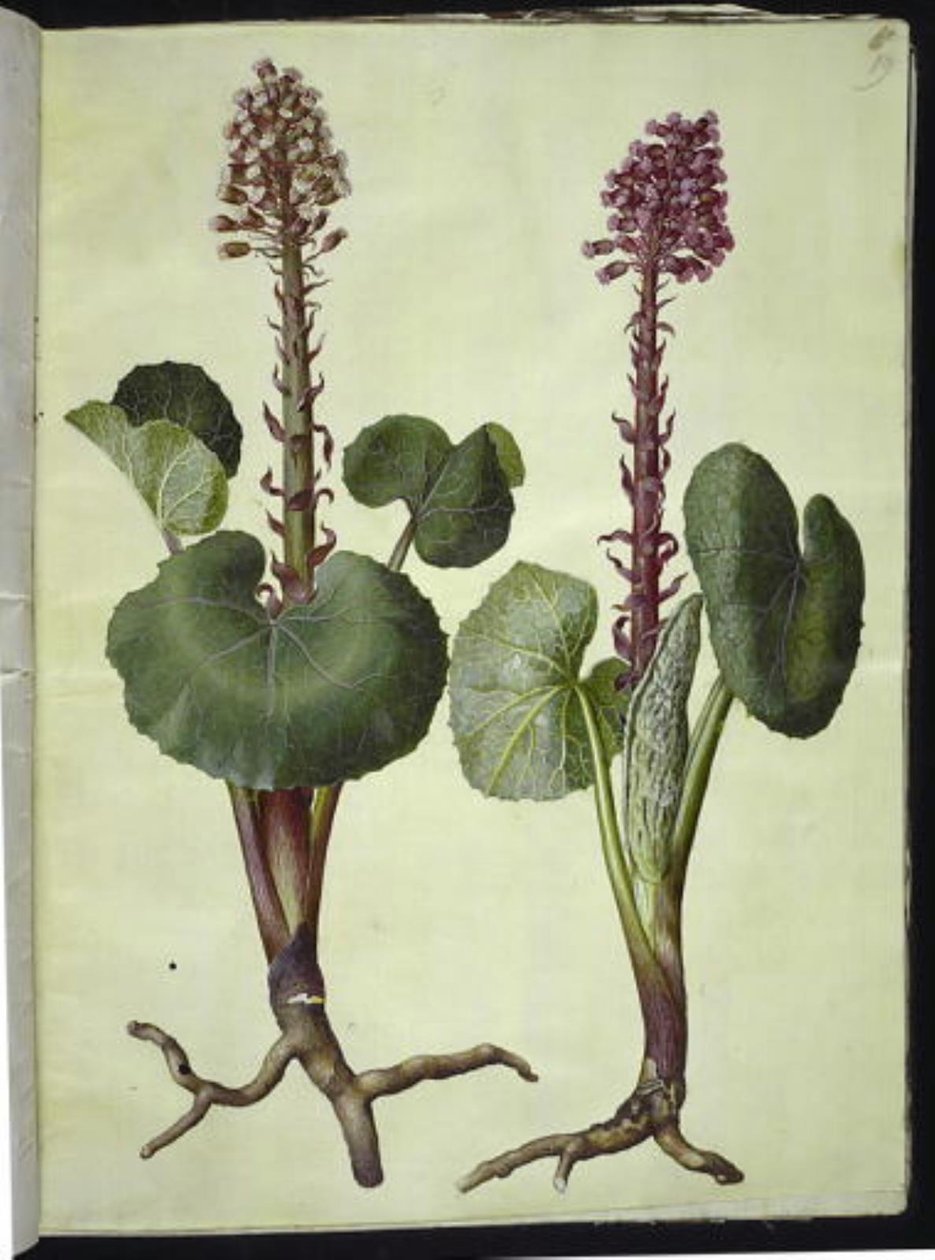 Petasites hybridus (rød hestehov) av Hans Simon Holtzbecker