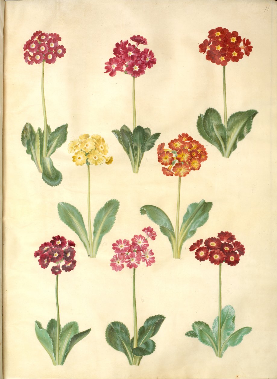 Primula ×pubescens (har-aurikel) av Hans Simon Holtzbecker