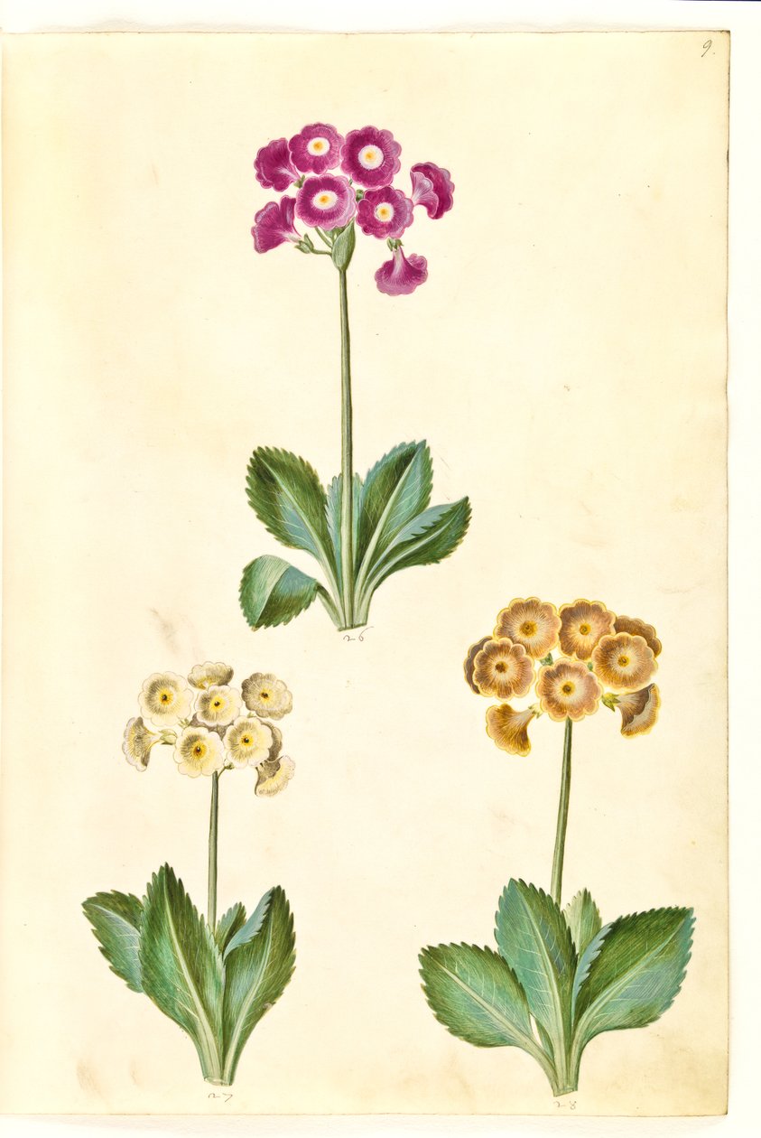 Primula ×pubescens (har-aurikel) av Hans Simon Holtzbecker