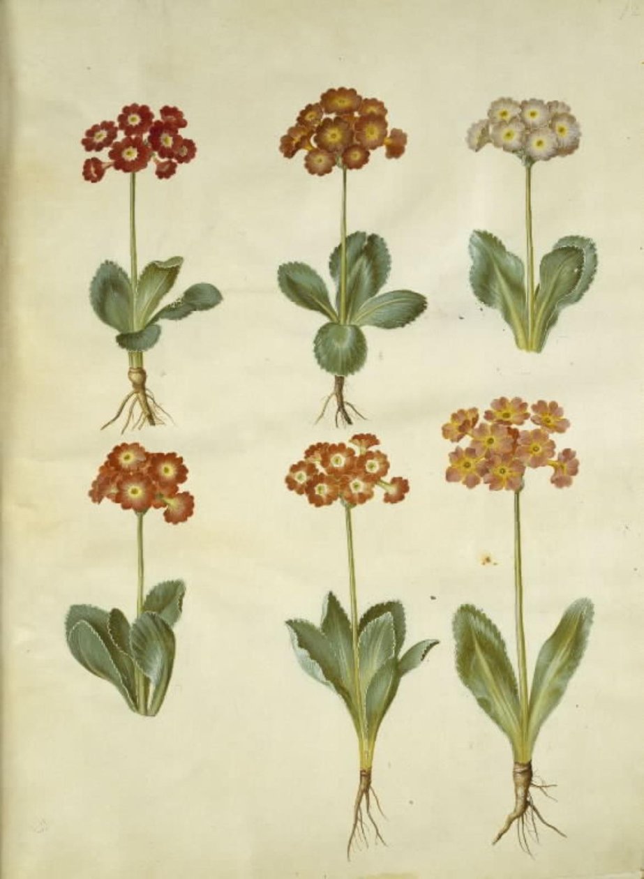 Primula ×pubescens (har-aurikel) av Hans Simon Holtzbecker