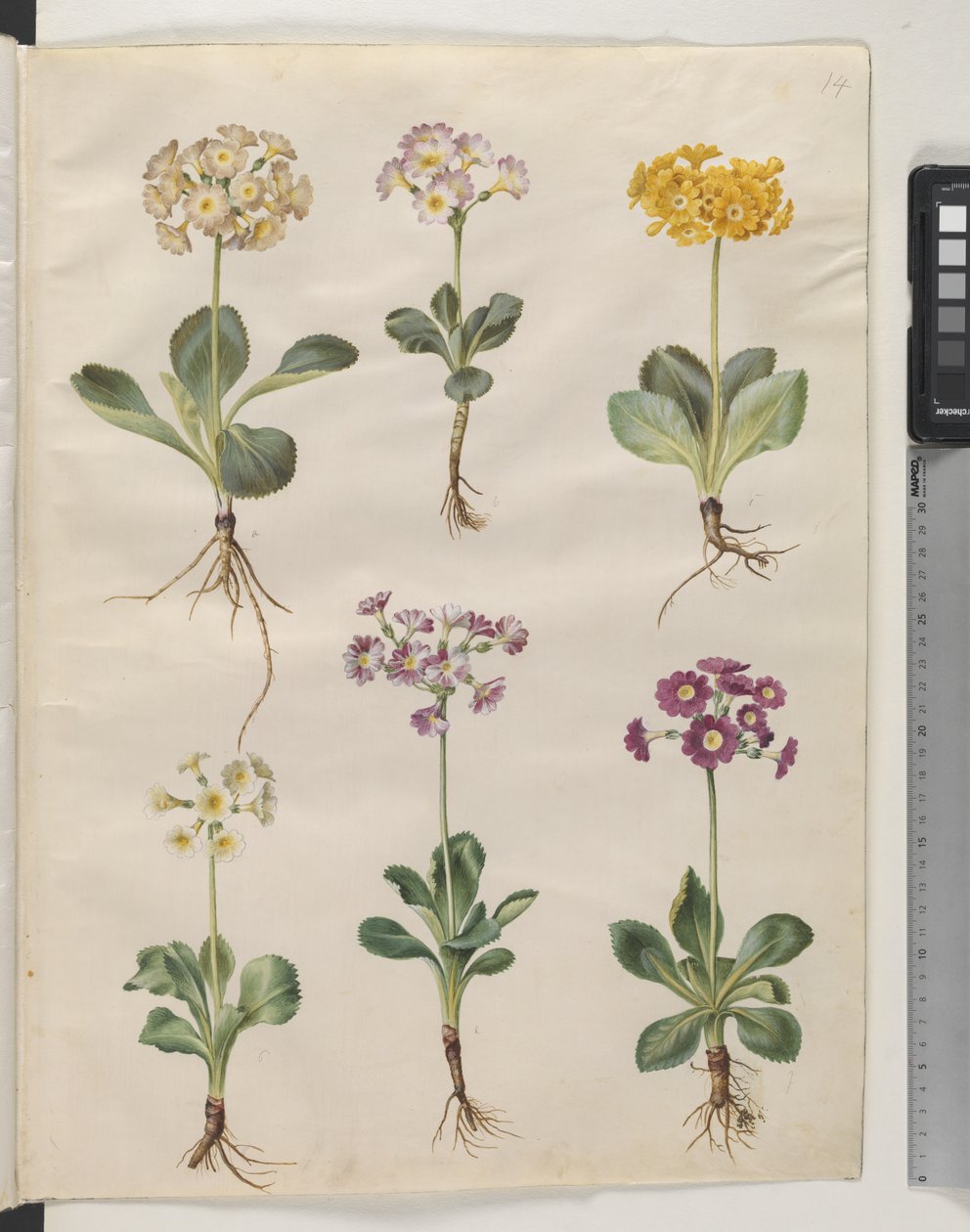 Primula ×pubescens Wulfen (har auricula) av Hans Simon Holtzbecker