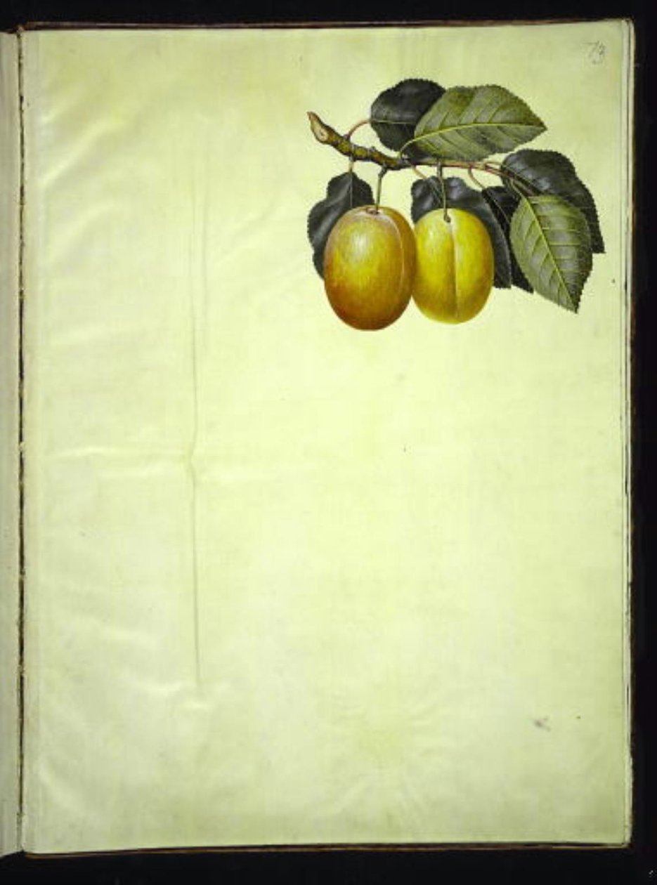 Prunus domestica (blomme) av Hans Simon Holtzbecker
