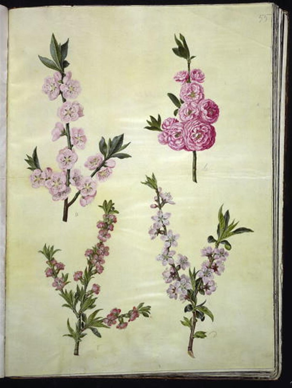 Prunus dulcis (mandel); Prunus persica av Hans Simon Holtzbecker