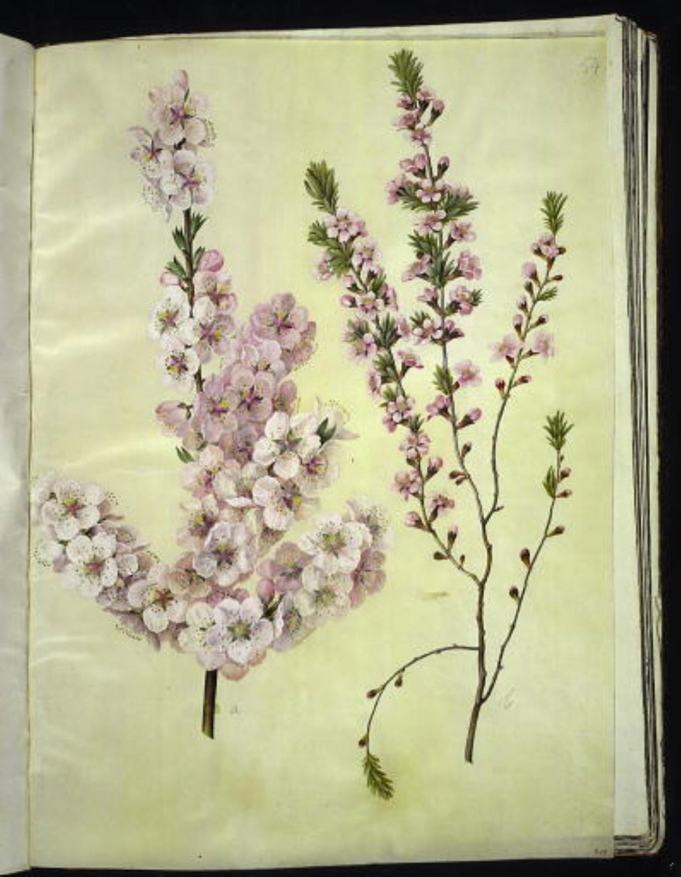 Prunus dulcis (mandel); Prunus tenella (dvergmandel) av Hans Simon Holtzbecker