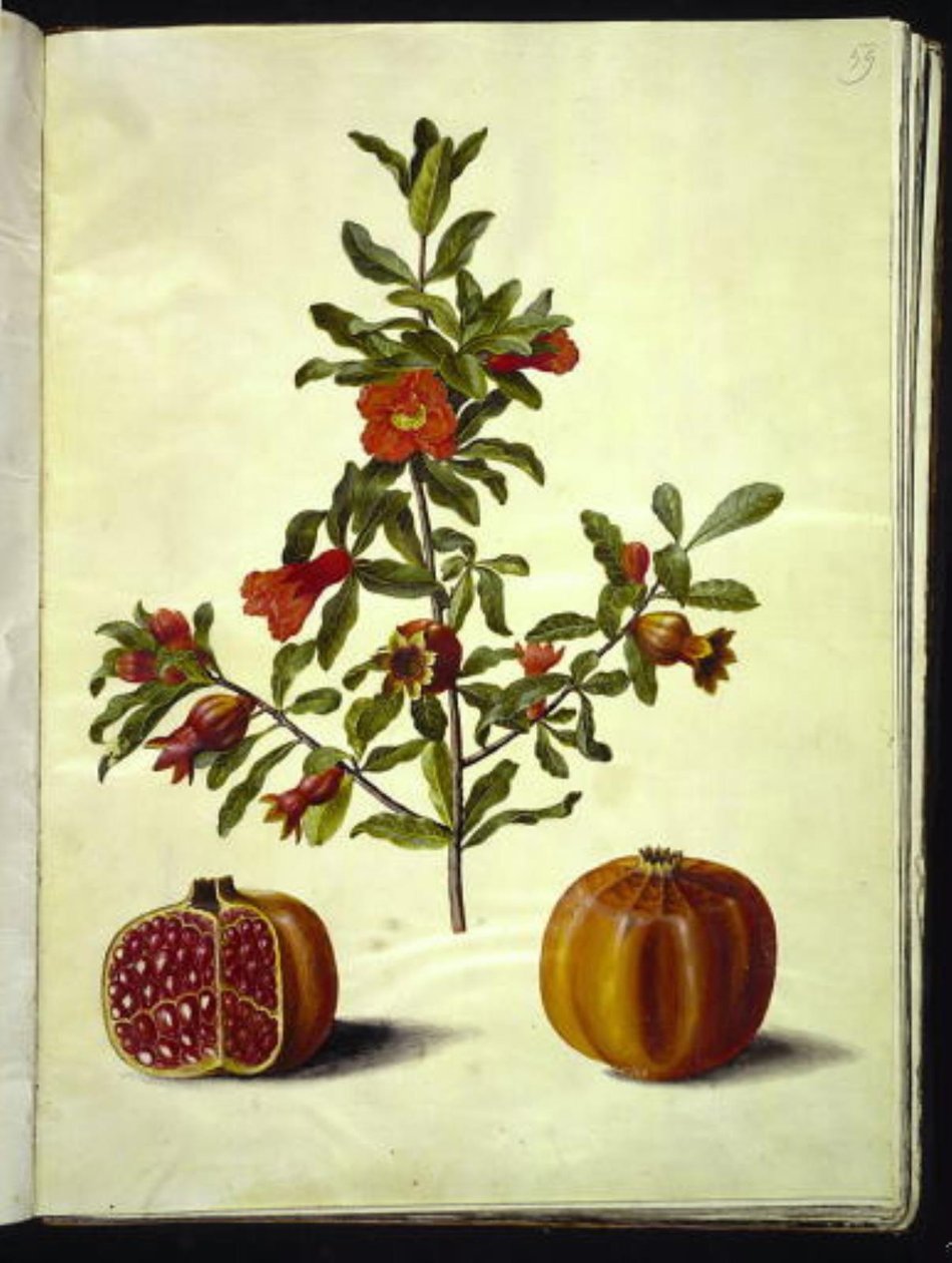 Punica granatum (granateple) av Hans Simon Holtzbecker