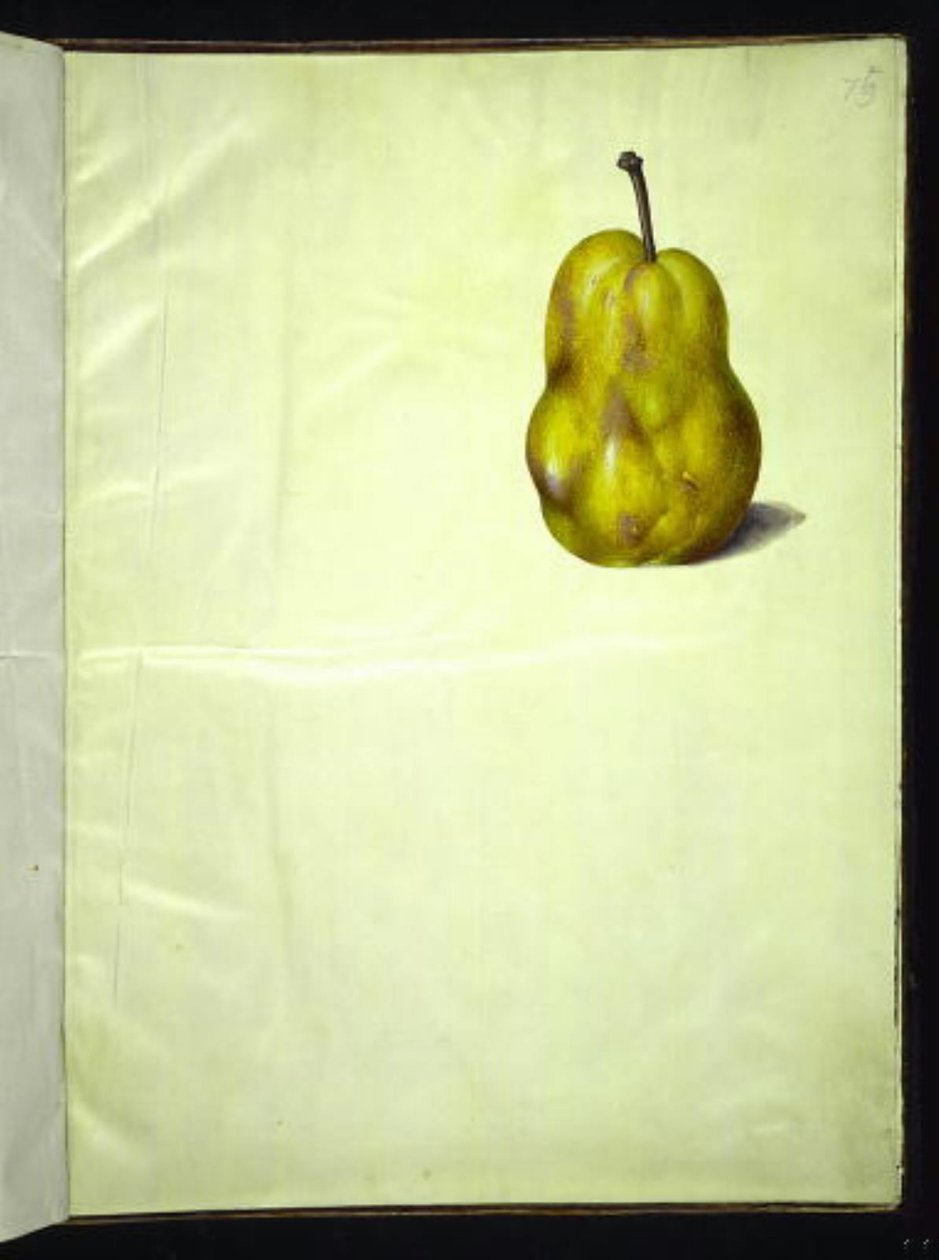 Pyrus communis (vanlig pære) av Hans Simon Holtzbecker