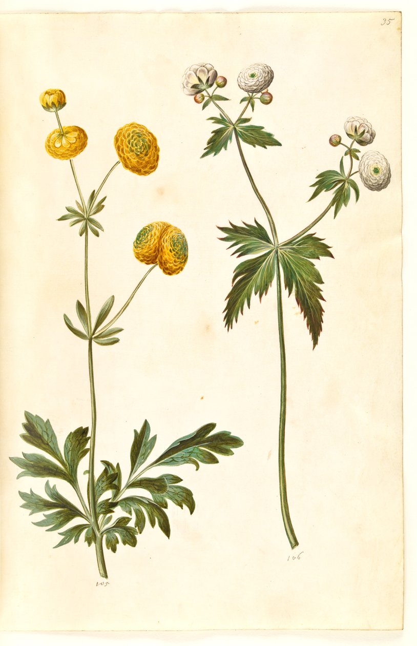 Ranunculus acris (smørblomst av gullknapp); Ranunculus aconitifolius (smørblomst med sølvknapp) av Hans Simon Holtzbecker