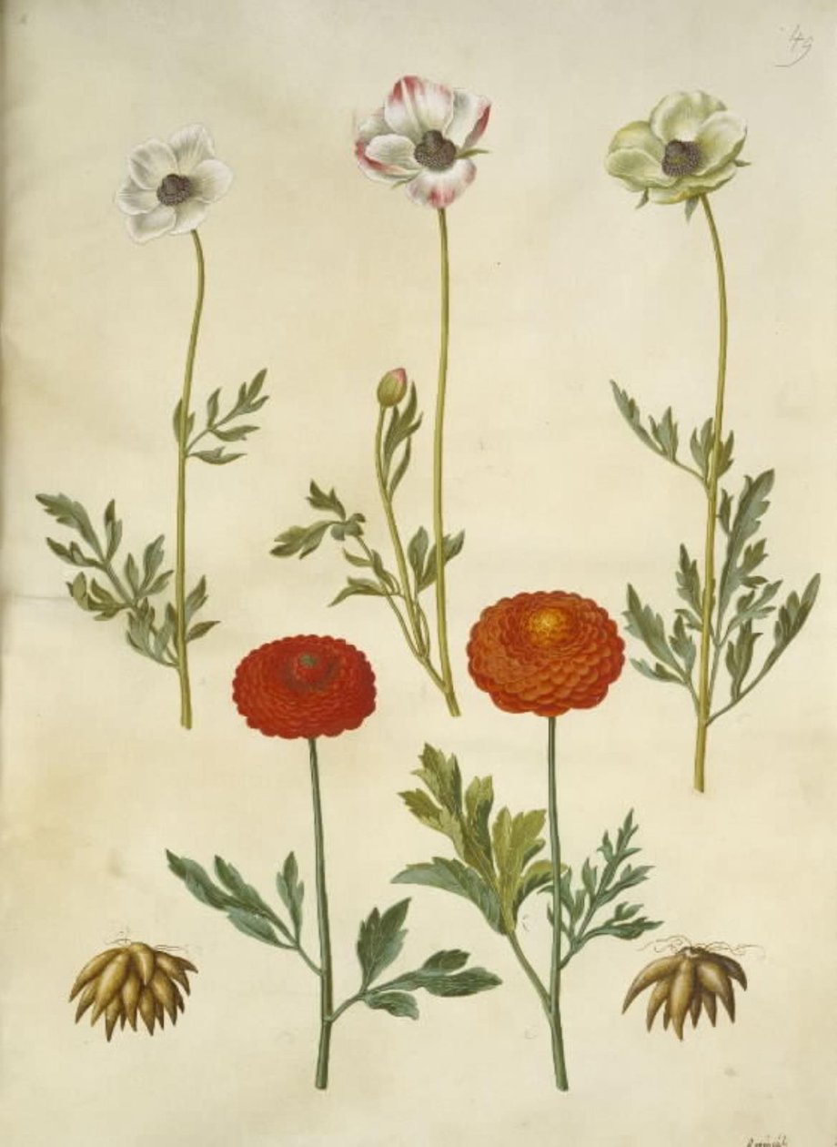 Ranunculus asiatica (har-ranunkel) av Hans Simon Holtzbecker